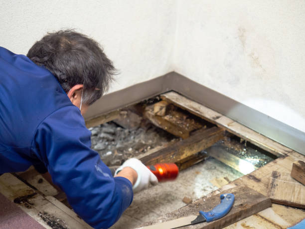 Attic Mold Removal in South El Monte, CA