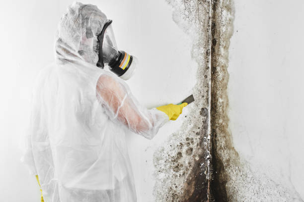  South El Monte, CA Mold Removal Pros