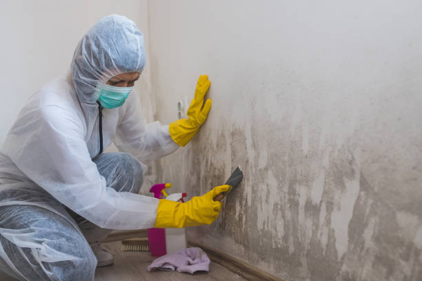 Best Certified Mold Removal  in South El Monte, CA