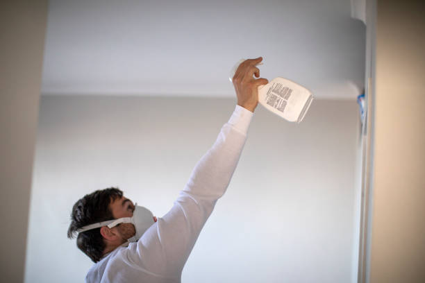 Best Affordable Mold Removal  in South El Monte, CA