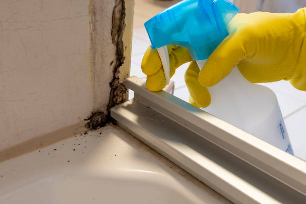 Best Attic Mold Removal  in South El Monte, CA