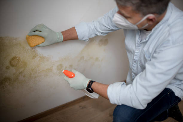 Best Mold Damage Repair  in South El Monte, CA