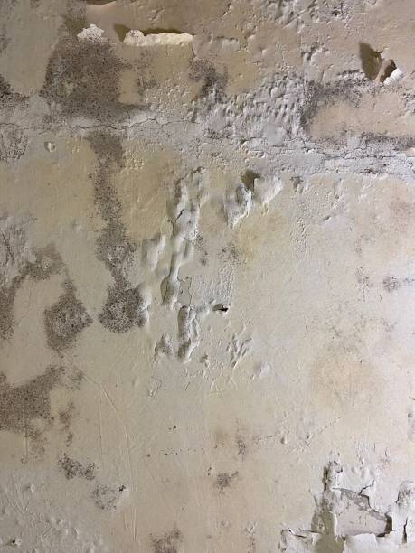 Best Mold Removal Near Me  in South El Monte, CA