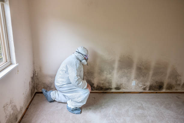 Best Attic Mold Removal  in South El Monte, CA