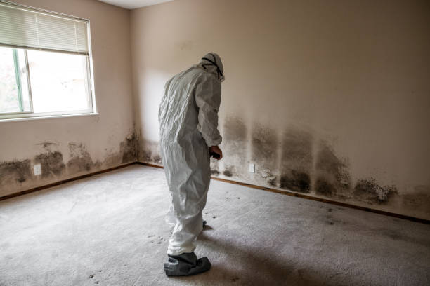 Crawl Space Mold Removal in South El Monte, CA