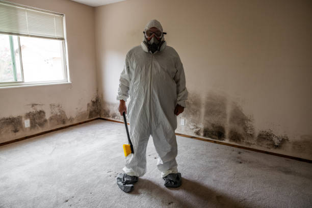 Mold Removal Process in South El Monte, CA