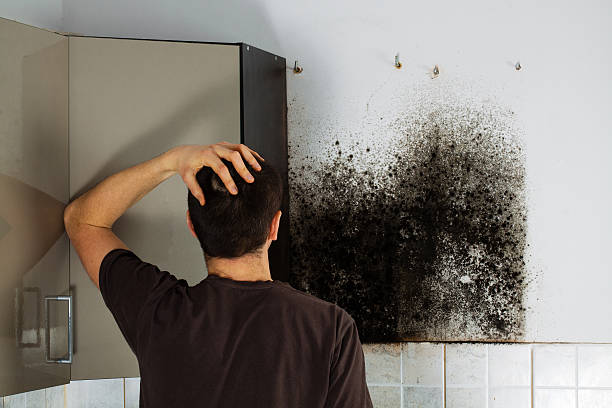 Best Emergency Mold Removal  in South El Monte, CA